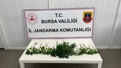 BURSA (AA) – Bursa'da jandarma ekiplerince düzenlenen uyuşturucu operasyonunda 3