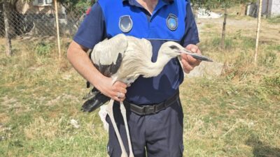 ÇANKIRI (AA) – Çankırı'da yuvasından düşerek yaralanan yavru leylek tedavi