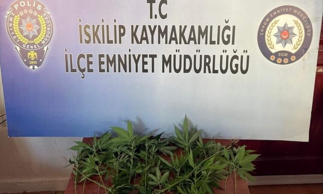 ÇORUM (AA) – Çorum'un İskilip ilçesinde evinde Hint keneviri yetiştirdiği