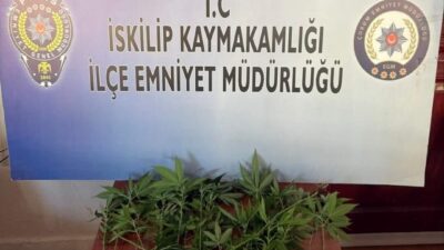 ÇORUM (AA) – Çorum'un İskilip ilçesinde evinde Hint keneviri yetiştirdiği