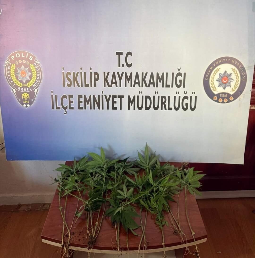 ÇORUM (AA) – Çorum'un İskilip ilçesinde evinde Hint keneviri yetiştirdiği