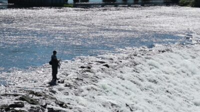SAMSUN (AA) – Samsun'un Bafra ilçesinde, Kızılırmak Nehri'nin debisinin düşmesini