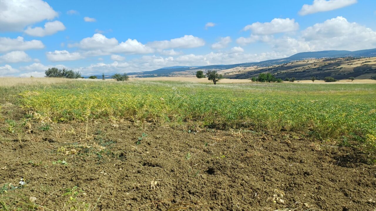 DENİZLİ (AA) – Denizli Ticaret Borsası öncülüğünde geliştirilen ve kentin