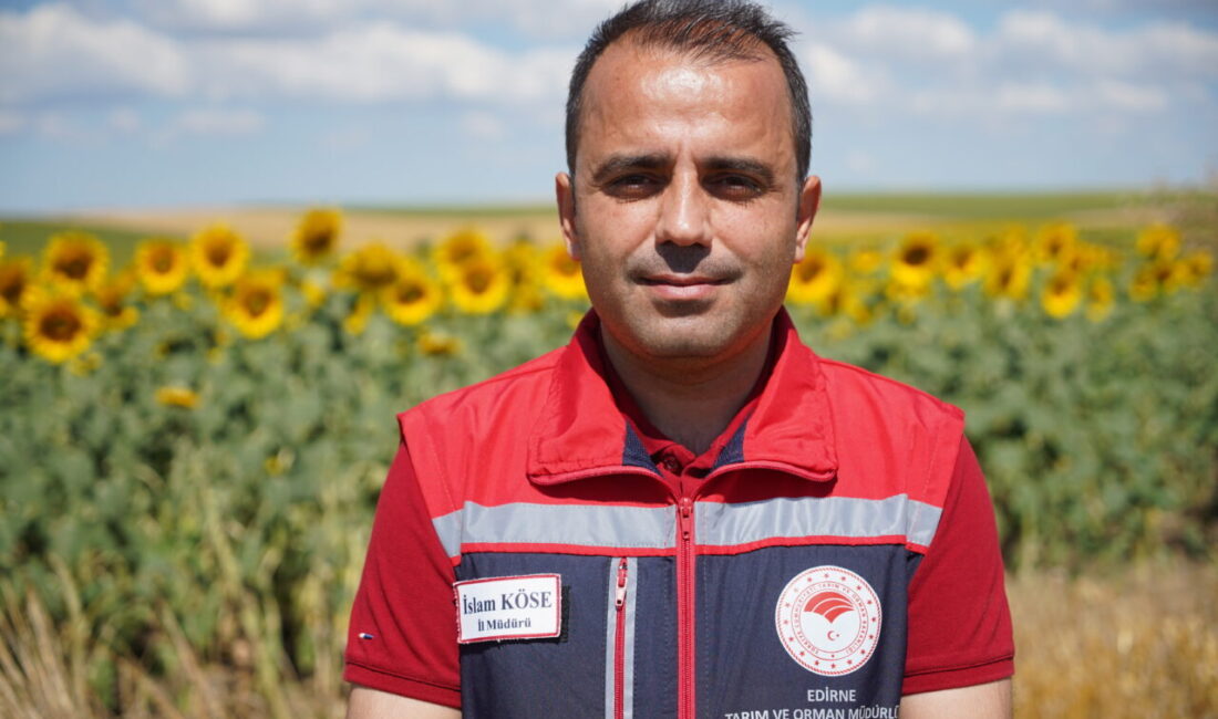 EDİRNE (AA) – Edirne'de ayçiçeği üretiminde yağışların etkisiyle verim beklentisi