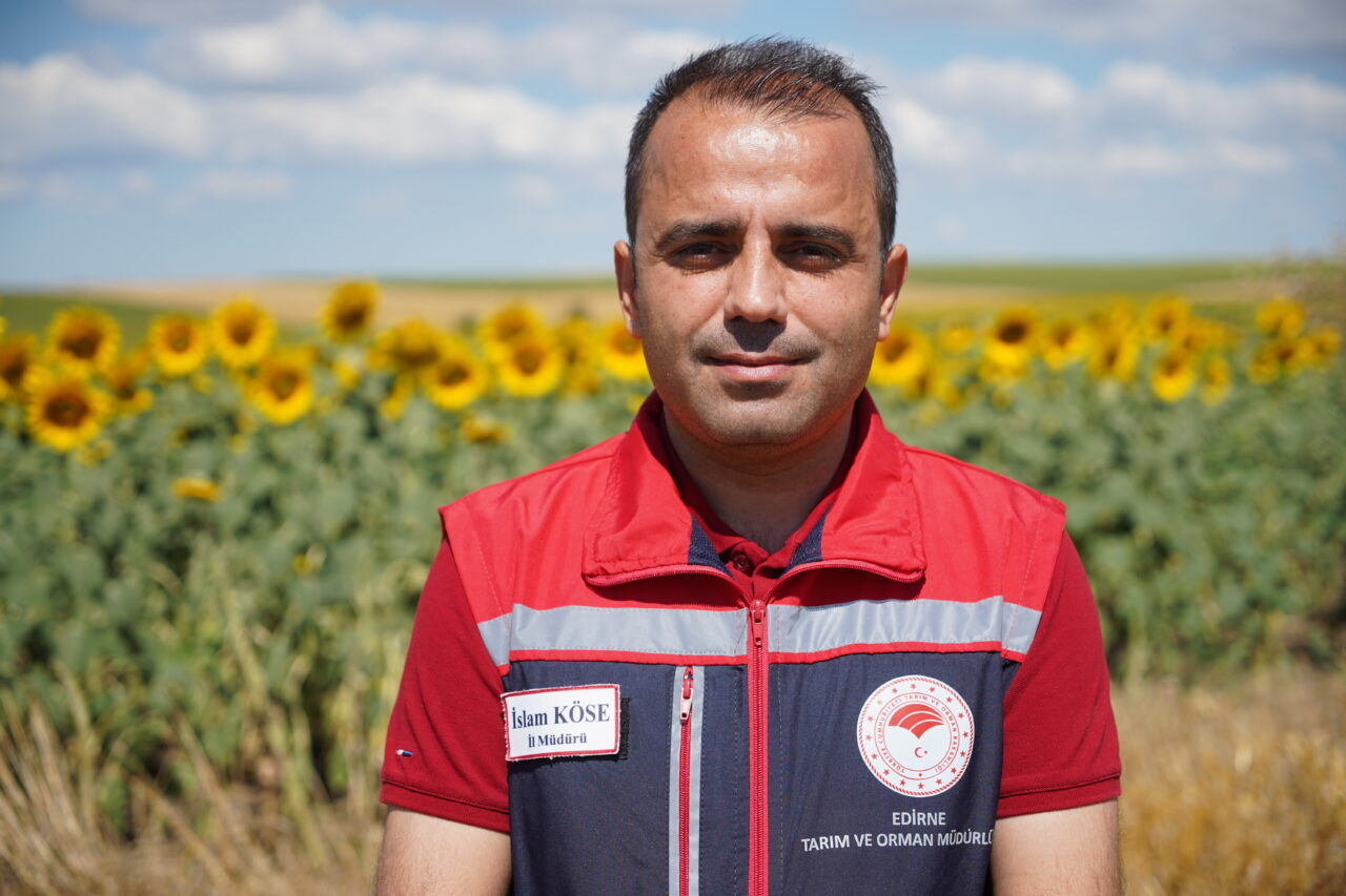 EDİRNE (AA) – Edirne'de ayçiçeği üretiminde yağışların etkisiyle verim beklentisi