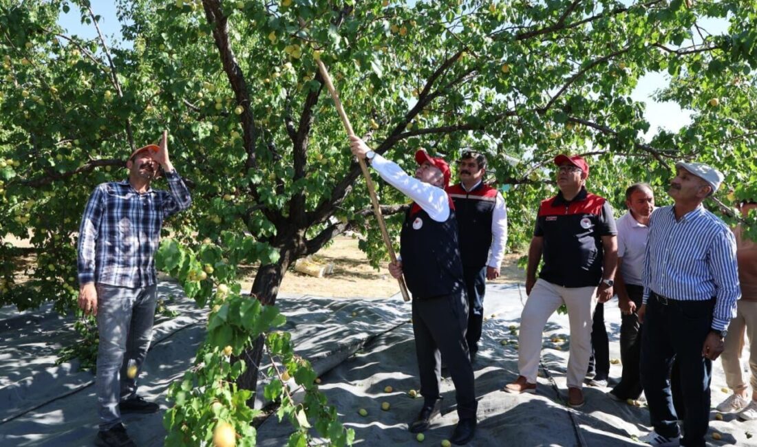 ELAZIĞ (AA) – Elazığ'da 110 bin 500 dekar alanda üretimi