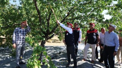 ELAZIĞ (AA) – Elazığ'da 110 bin 500 dekar alanda üretimi