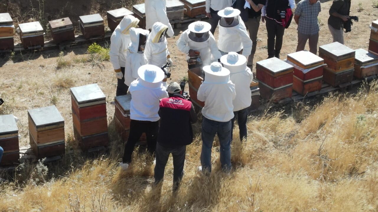 ELAZIĞ (AA) – Elazığ'da 110 bin kovanda üretilen balın hasadına
