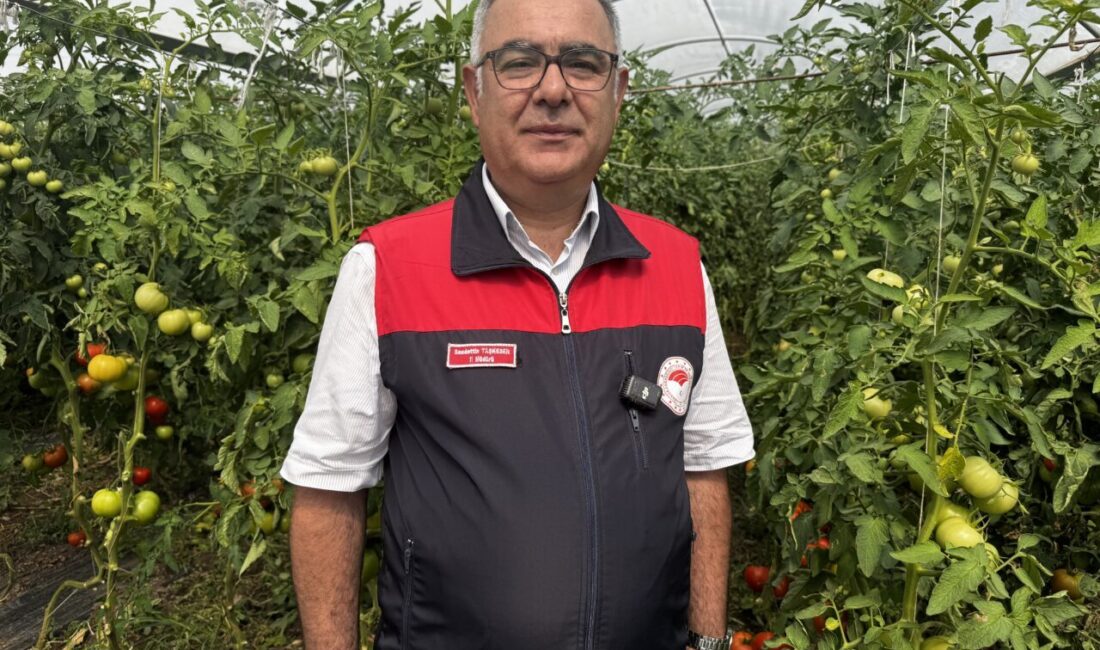 ELAZIĞ (AA) – Elazığ'da yaklaşık 320 dekar sera alanında yetişen
