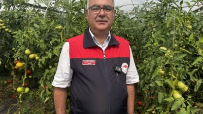ELAZIĞ (AA) – Elazığ'da yaklaşık 320 dekar sera alanında yetişen