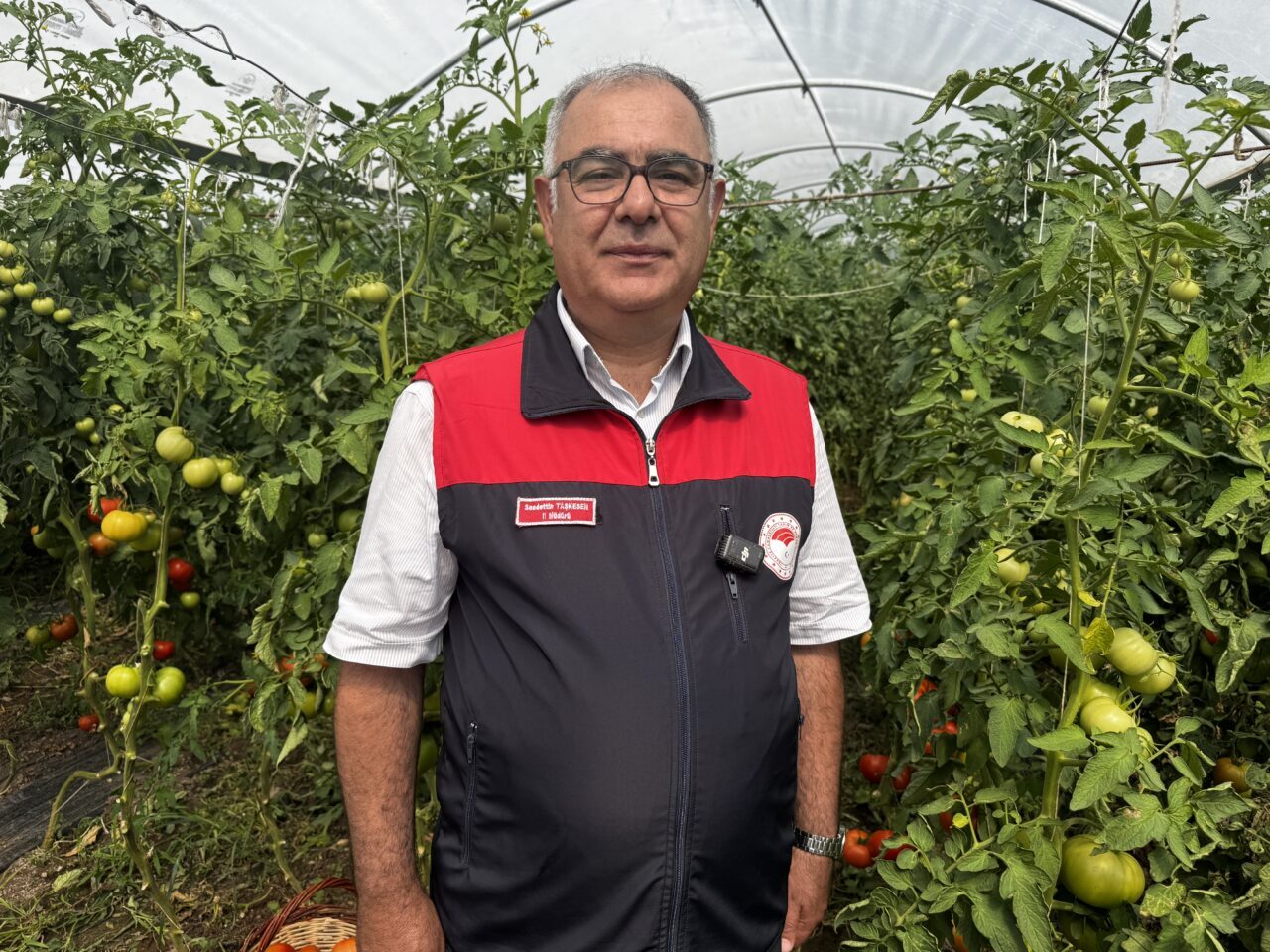 ELAZIĞ (AA) – Elazığ'da yaklaşık 320 dekar sera alanında yetişen