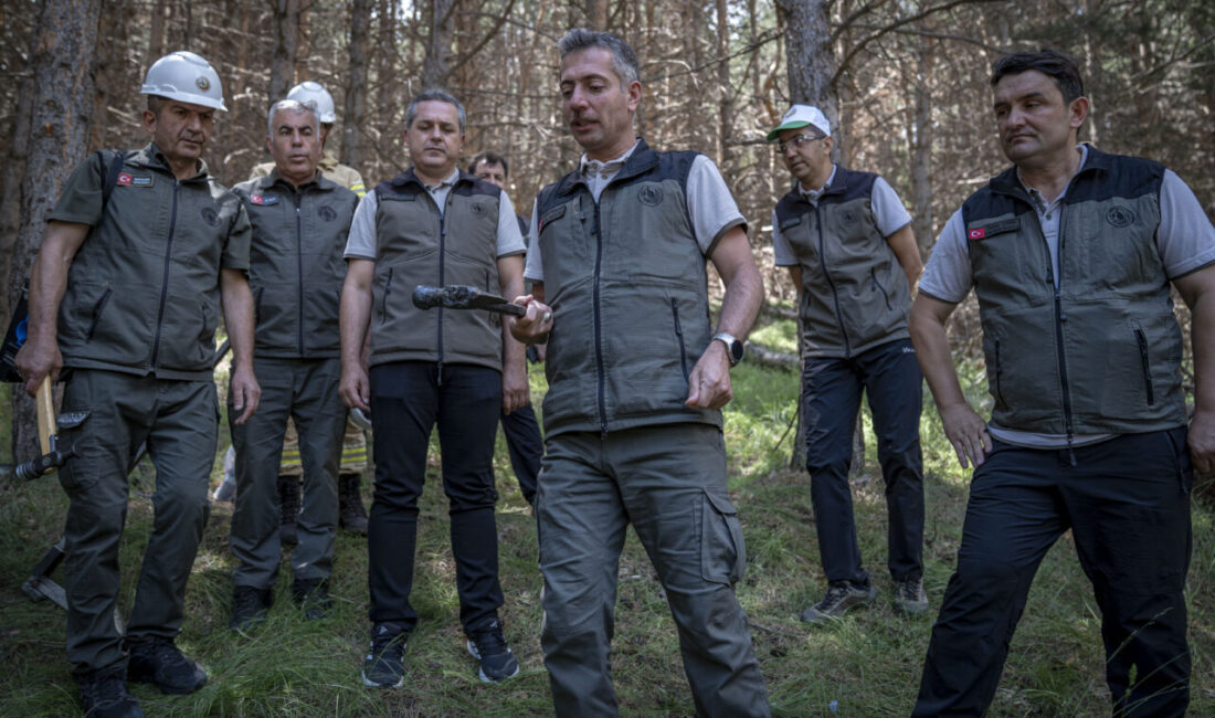 ERZURUM (AA) – Erzurum'da ormanlık alanlar, bakım ve seyreltme çalışmalarıyla