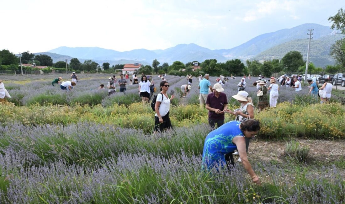 MUĞLA (AA) – Muğla'nın Fethiye ilçesinde görsel şölen sunan mor