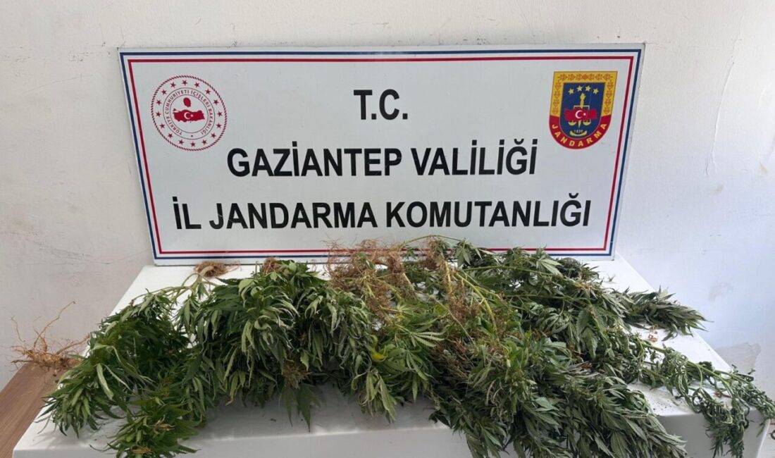 GAZİANTEP (AA) – Gaziantep'in Nizip, Şahinbey ve Yavuzeli ilçelerinde kenevir