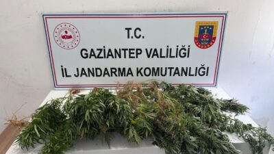 GAZİANTEP (AA) – Gaziantep'in Nizip, Şahinbey ve Yavuzeli ilçelerinde kenevir