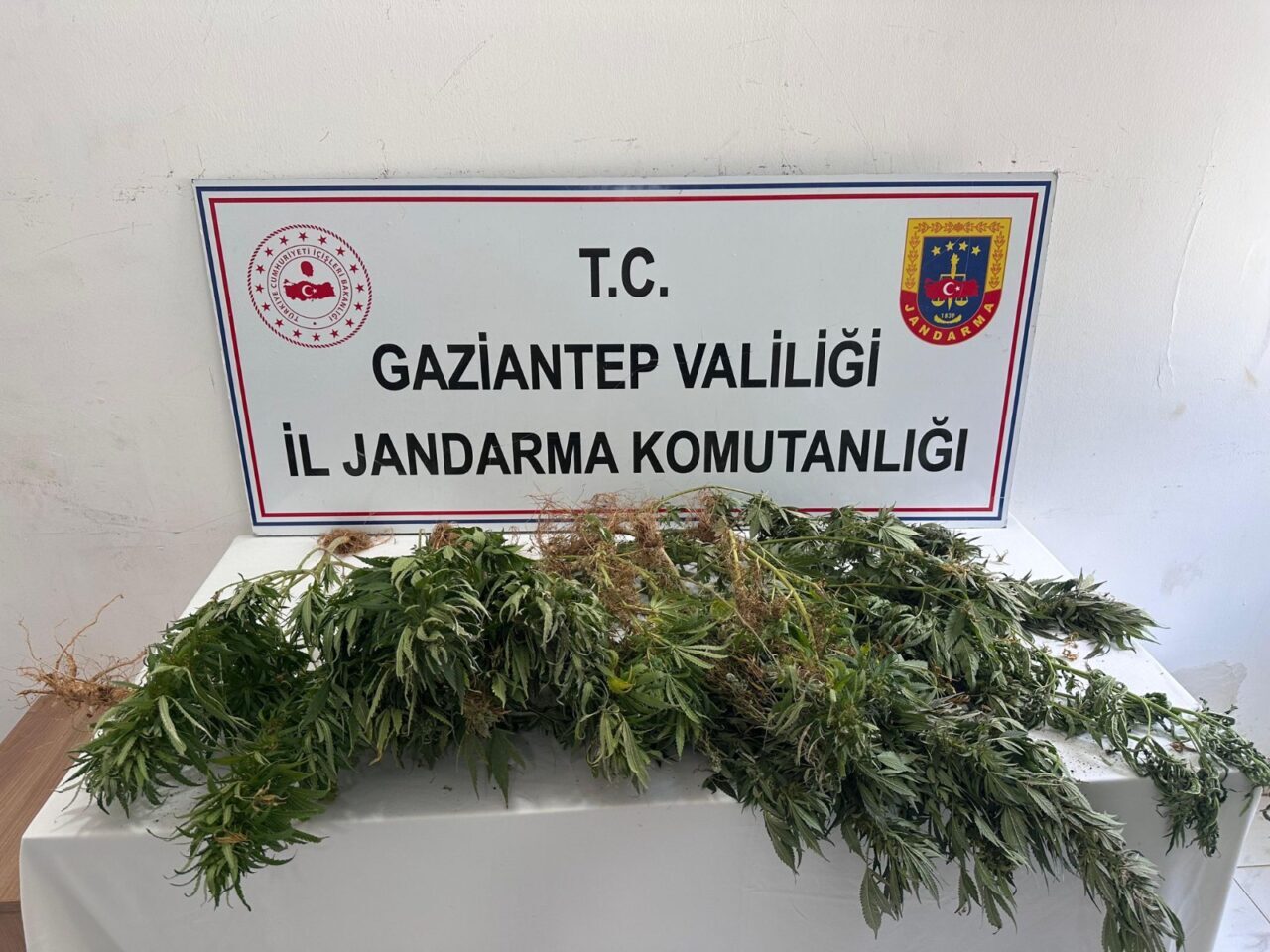 GAZİANTEP (AA) – Gaziantep'in Nizip, Şahinbey ve Yavuzeli ilçelerinde kenevir