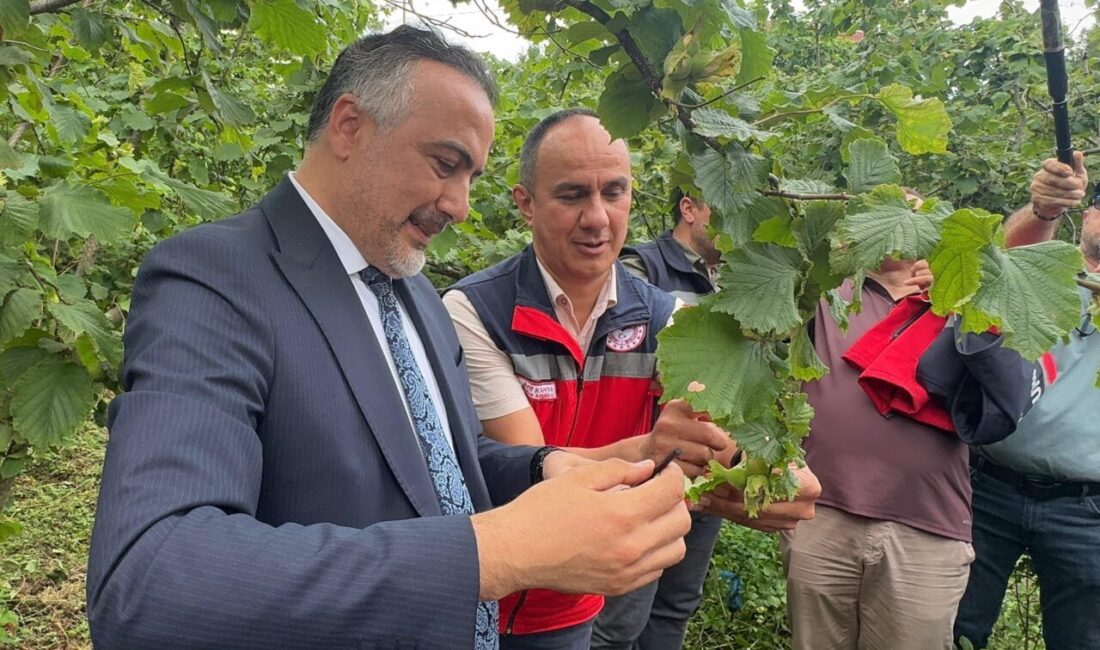 GİRESUN (AA) – Giresun'un Tirebolu ilçesinde kahverengi kokarcayla mücadele amacıyla
