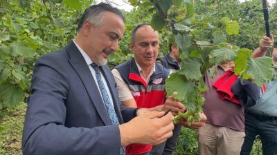 GİRESUN (AA) – Giresun'un Tirebolu ilçesinde kahverengi kokarcayla mücadele amacıyla