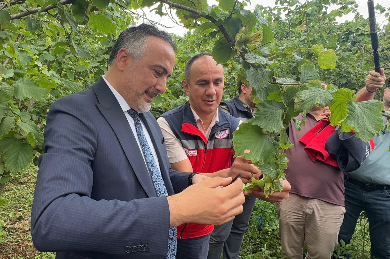 GİRESUN (AA) – Giresun'un Tirebolu ilçesinde kahverengi kokarcayla mücadele amacıyla