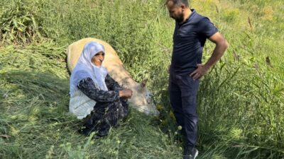 HAKKARİ (AA) – Hakkari'nin Yüksekova ilçesinde merada otlayan ineğinin tepeden