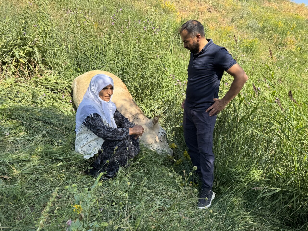 HAKKARİ (AA) – Hakkari'nin Yüksekova ilçesinde merada otlayan ineğinin tepeden