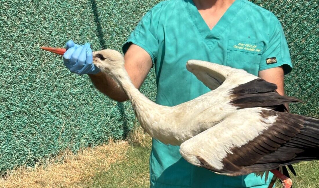 HATAY (AA) – Hatay'da yaralı ve bitkin halde bulunan 18