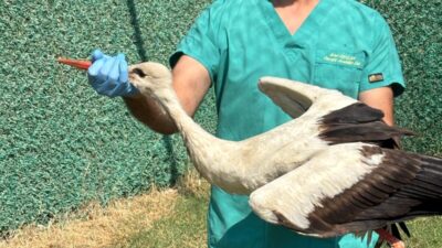 HATAY (AA) – Hatay'da yaralı ve bitkin halde bulunan 18