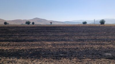 GAZİANTEP (AA) – Gaziantep'in İslahiye ilçesinde çıkan anız yangınında yaklaşık
