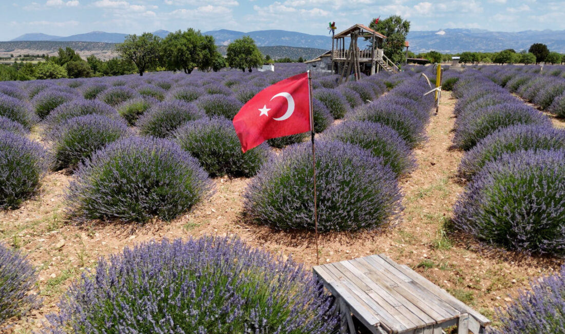 ISPARTA (AA) – Isparta'nın Keçiborlu ilçesinde lavantaların açmasıyla mora bürünen