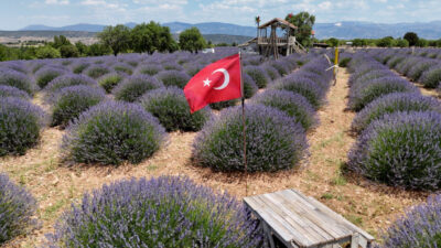 ISPARTA (AA) – Isparta'nın Keçiborlu ilçesinde lavantaların açmasıyla mora bürünen