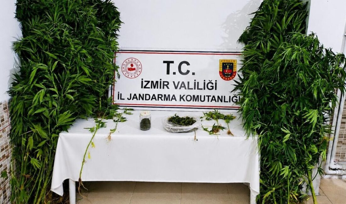 İZMİR (AA) – İzmir'in Ödemiş ilçesinde, evinin bahçesinde Hint keneviri