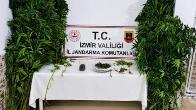 İZMİR (AA) – İzmir'in Ödemiş ilçesinde, evinin bahçesinde Hint keneviri