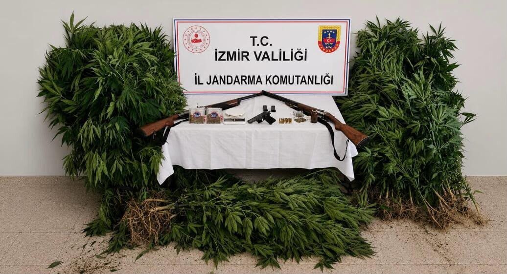 İZMİR (AA) – İzmir'in Ödemiş ilçesinde ormanlık alanda uyuşturucu yetiştirdiği