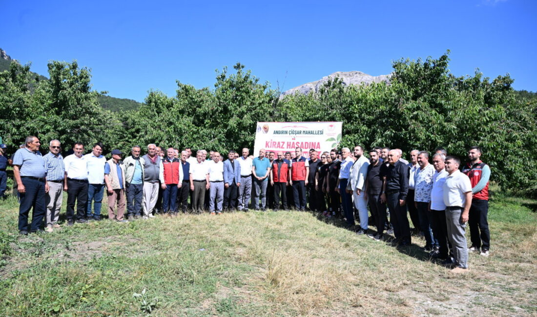 KAHRAMANMARAŞ (AA) – Kahramanmaraş'ın Andırın ilçesinde yetiştirilen Çığşar kirazı için