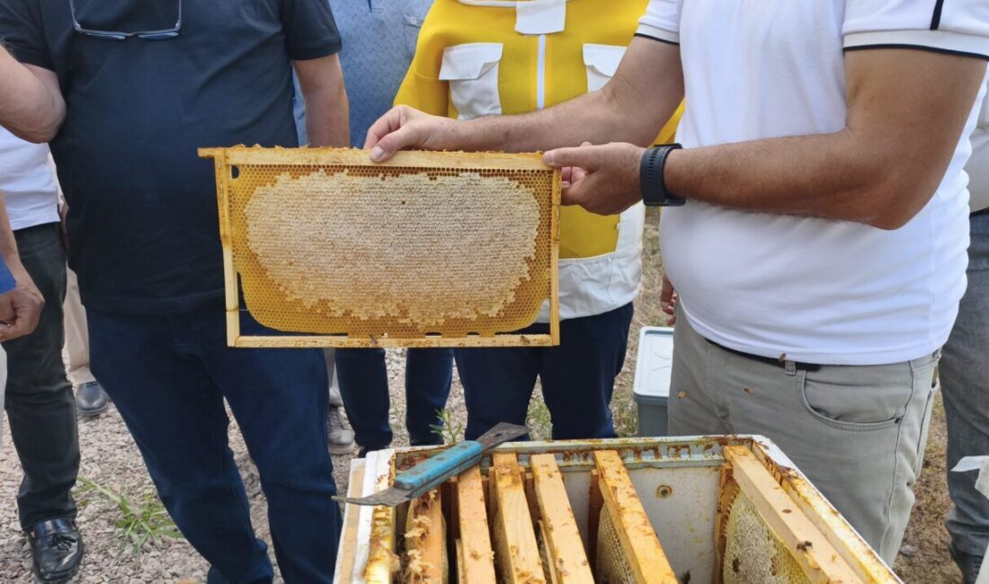 KARABÜK (AA) – Karabük'ün Yenice ilçesinde üretilen, Avrupa Birliğinden (AB)