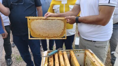KARABÜK (AA) – Karabük'ün Yenice ilçesinde üretilen, Avrupa Birliğinden (AB)