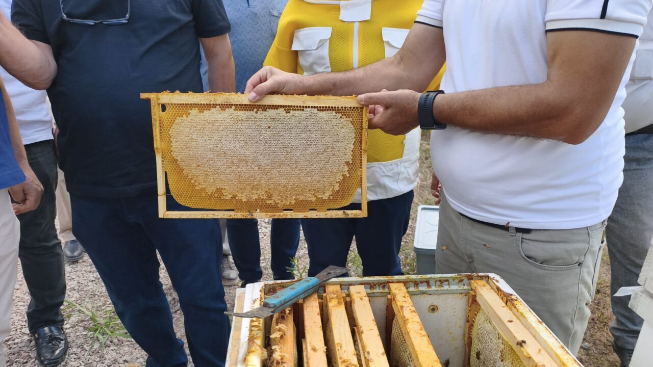 KARABÜK (AA) – Karabük'ün Yenice ilçesinde üretilen, Avrupa Birliğinden (AB)