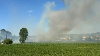 KASTAMONU (AA) – Kastamonu'nun Taşköprü ilçesinde çıkan yangında, 5 dekar