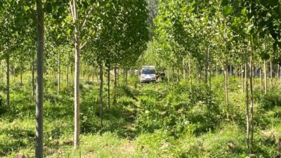 KASTAMONU (AA) – Kastamonu’nun Taşköprü ilçesinde kavaklık alanda bir kişinin