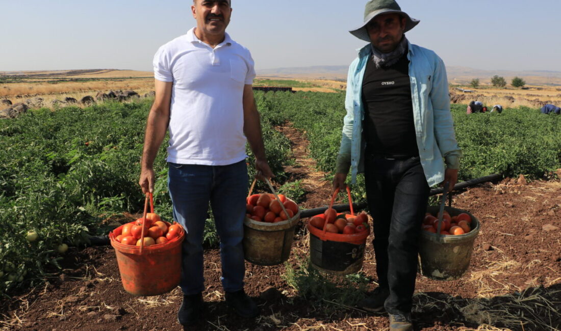 KİLİS (AA) – Kilis'te yaklaşık 5 bin dekarlık alanda yetiştirilen