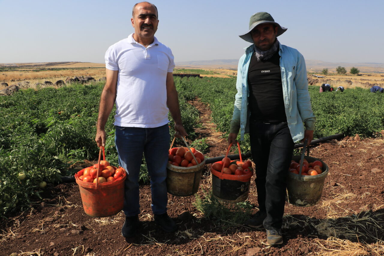 KİLİS (AA) – Kilis'te yaklaşık 5 bin dekarlık alanda yetiştirilen
