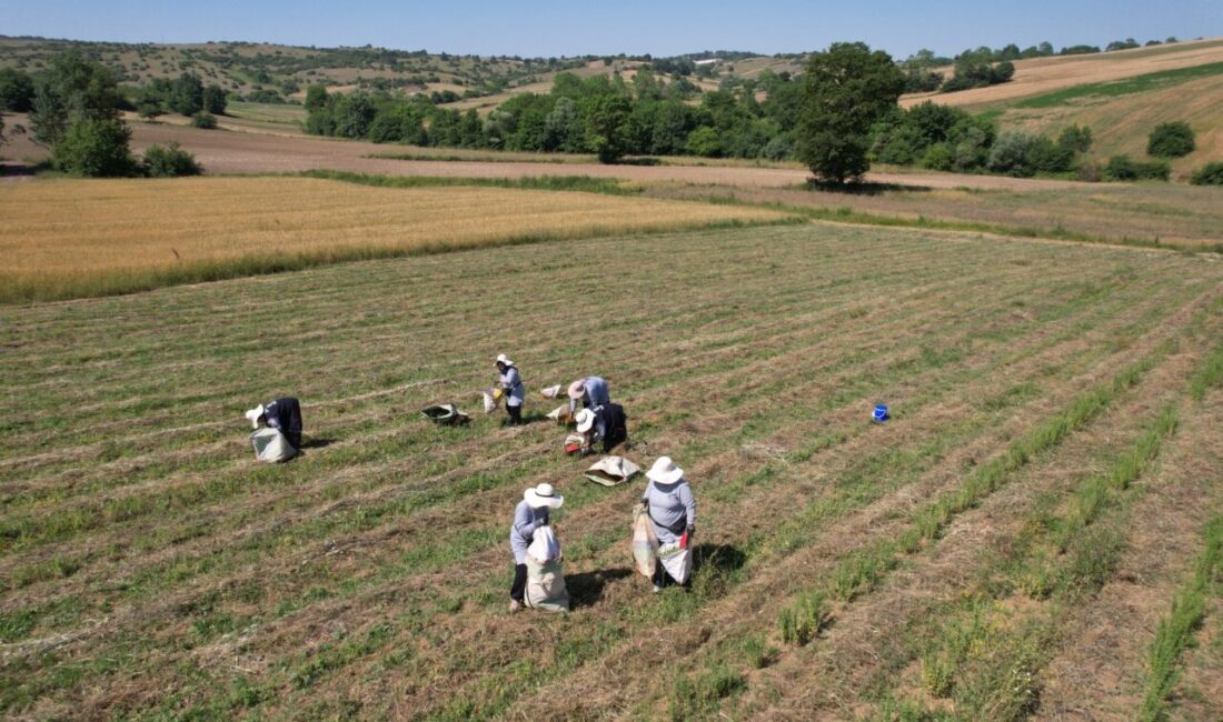 KOCAELİ (AA) – Kocaeli Büyükşehir Belediyesince yürütülen "Tıbbi ve Aromatik