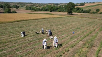 KOCAELİ (AA) – Kocaeli Büyükşehir Belediyesince yürütülen "Tıbbi ve Aromatik