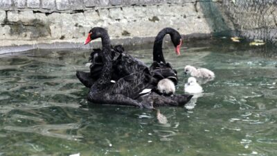 ANKARA (AA) – Ankara'nın simge yerlerinden biri olan Kuğulu Park'ta,