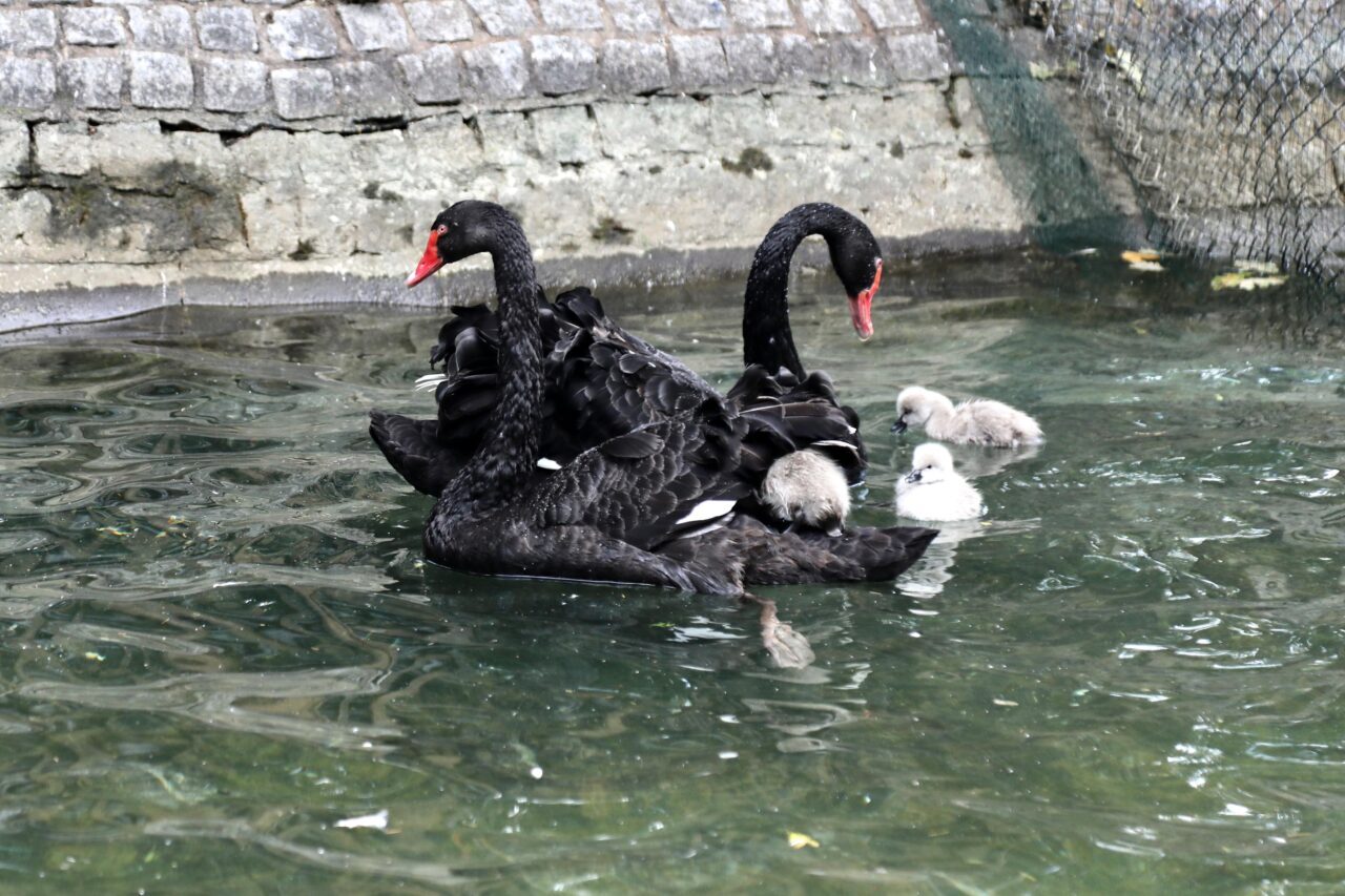ANKARA (AA) – Ankara'nın simge yerlerinden biri olan Kuğulu Park'ta,