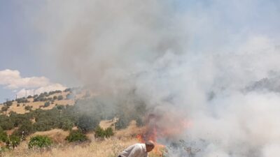 MARDİN (AA) – Mardin'in Ömerli ilçesi kırsalında ormanlık alanda çıkan