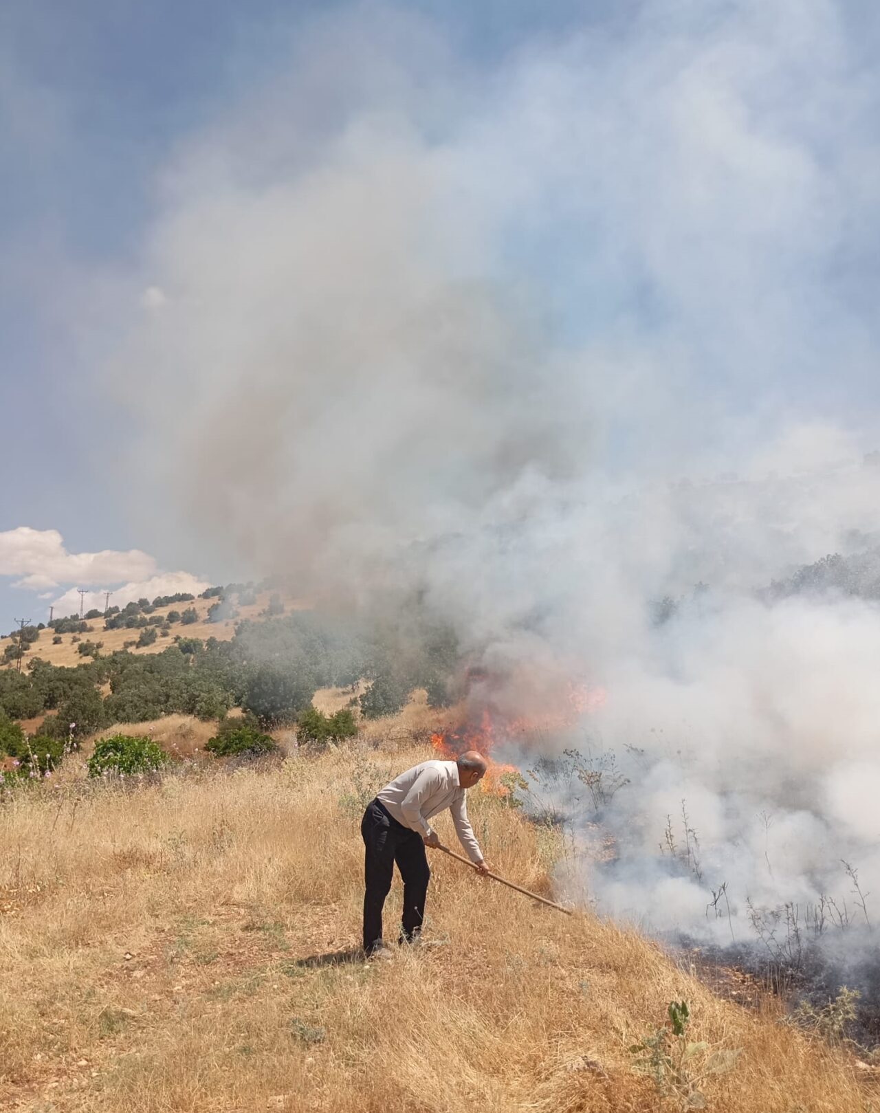 MARDİN (AA) – Mardin'in Ömerli ilçesi kırsalında ormanlık alanda çıkan