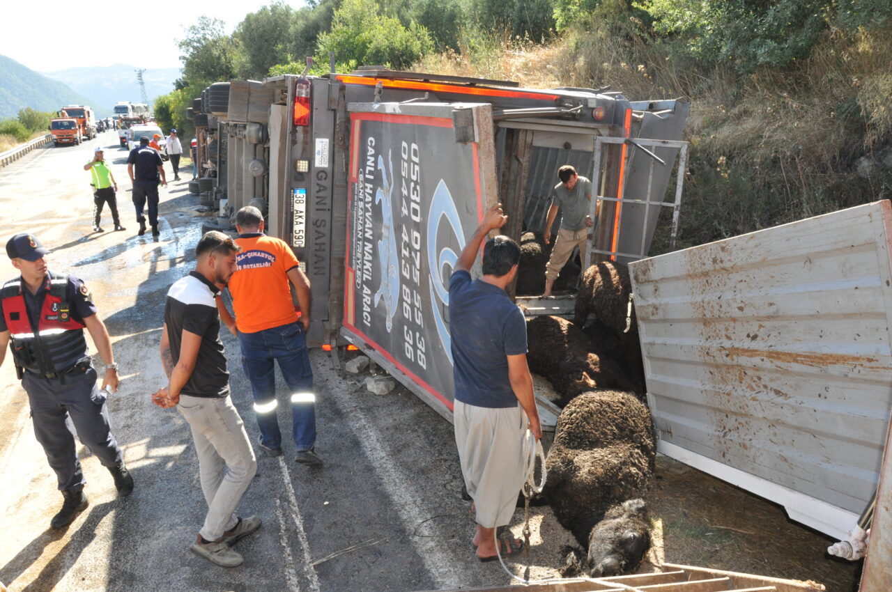 MERSİN (AA) – Mersin'in Silifke ilçesinde devrilen tırdaki büyükbaşlardan bazıları