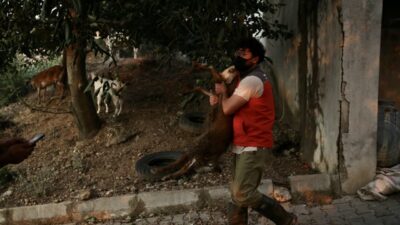 - Bölgedeki küçük ve büyükbaş hayvanlar güvenli bölgeye götürüldü, yangından