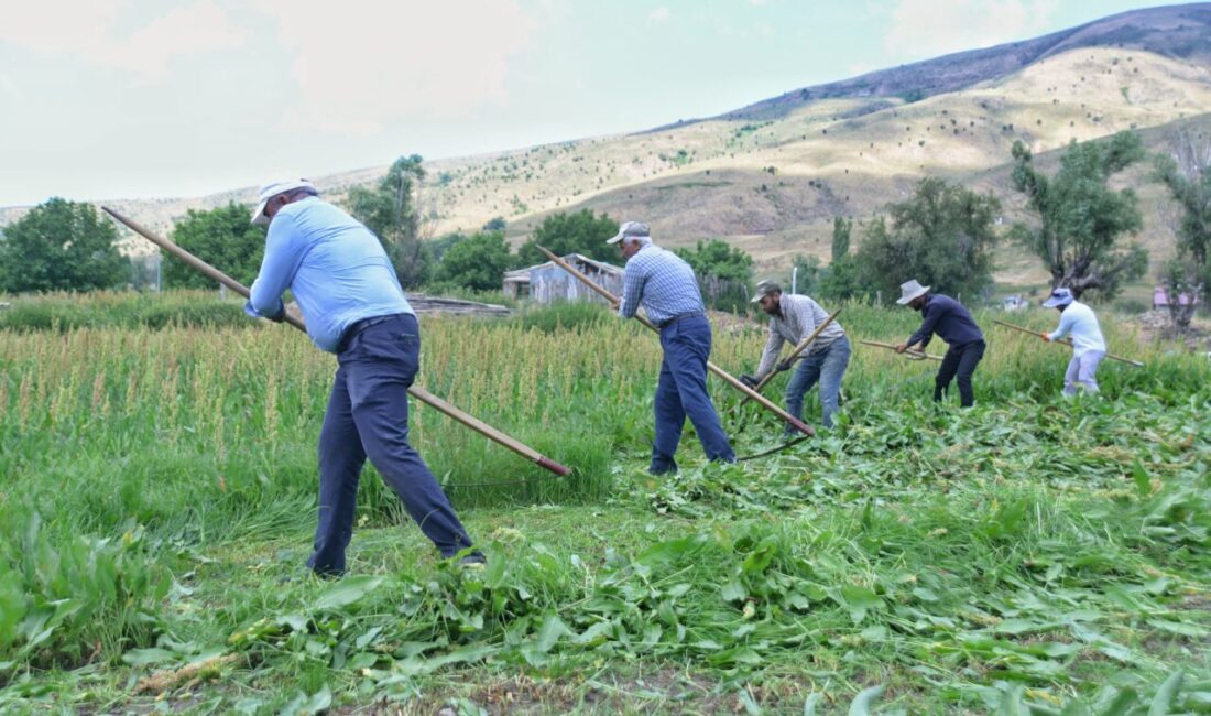 MUŞ (AA) – Muş'ta ot biçme döneminin başlamasıyla sabahın erken